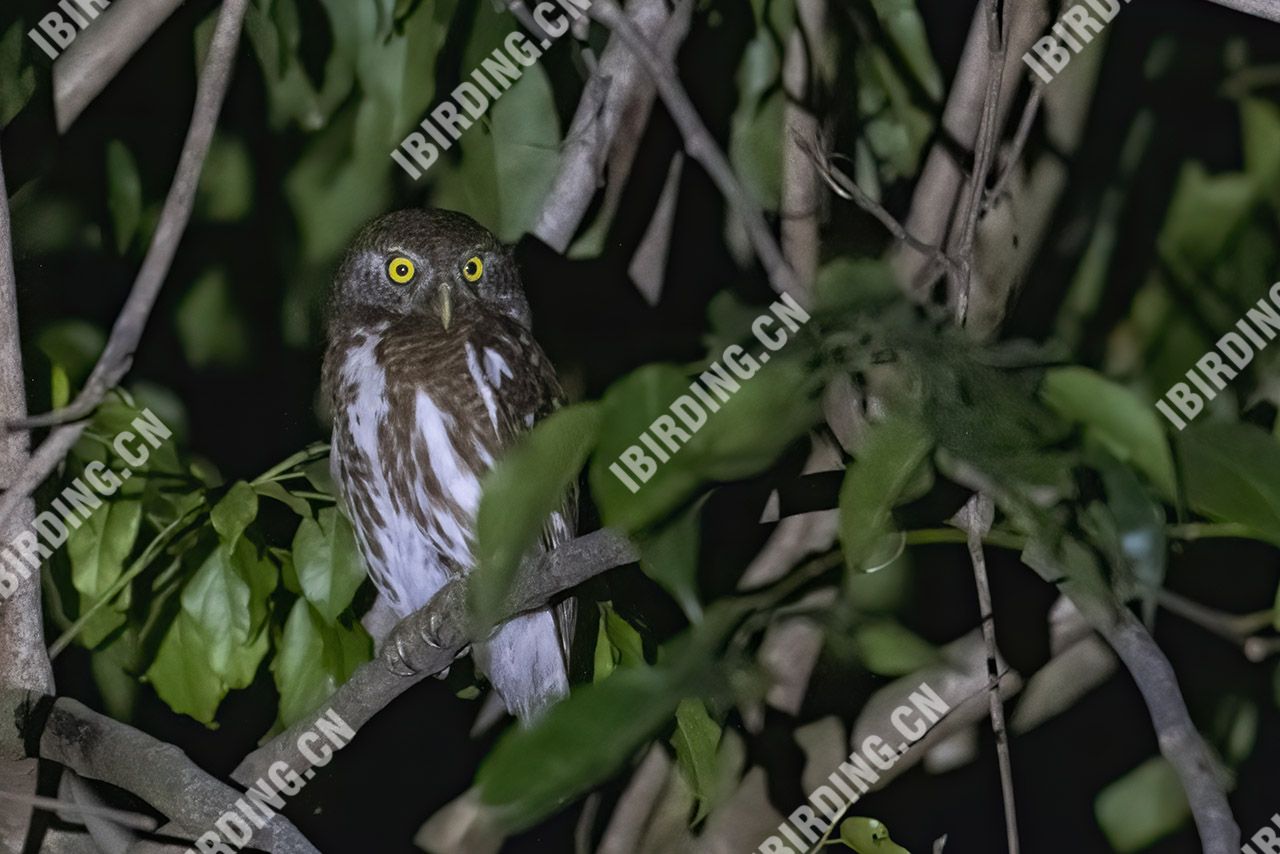 斑头鸺鹠 Barred Owlet