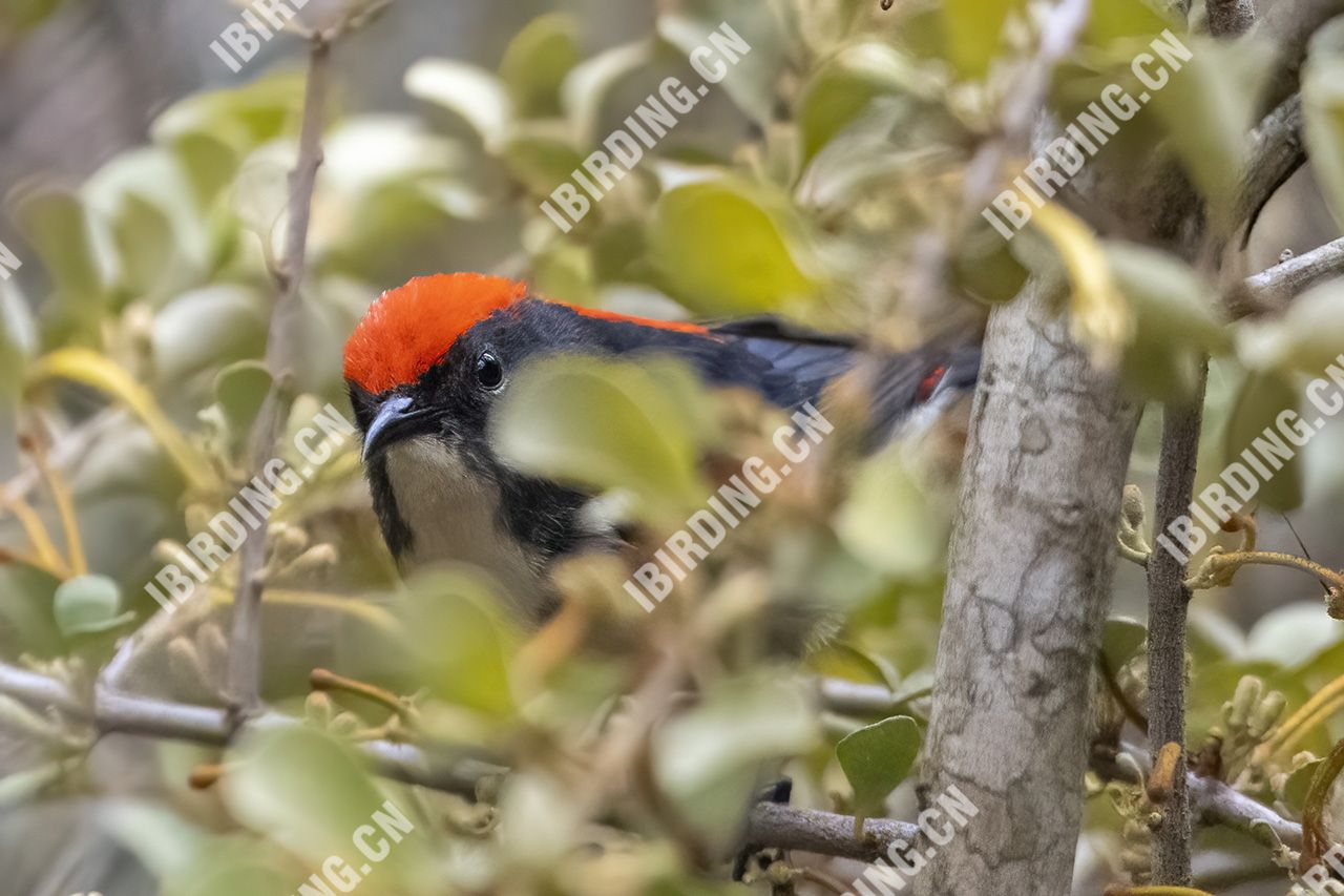 朱背啄花鸟 Scarlet-backed Flowerpecker