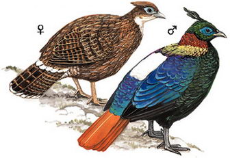 棕尾虹雉的图谱