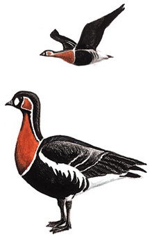 红胸黑雁的图谱
