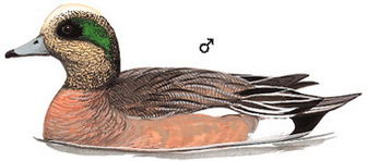 葡萄胸鸭的图谱