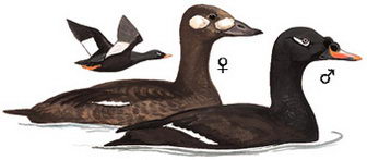斑脸海番鸭的图谱