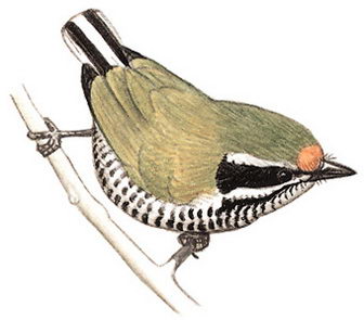 斑姬啄木鸟的图谱
