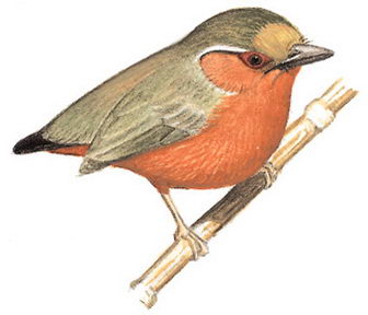 白眉棕啄木鸟的图谱