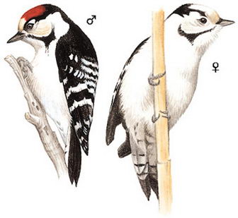 小斑啄木鸟的图谱