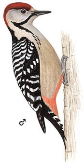 茶胸斑啄木鸟的图谱