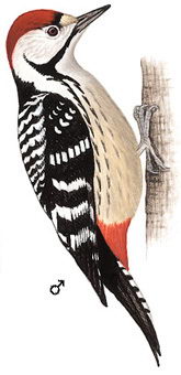 纹胸啄木鸟的图谱