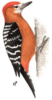 棕腹啄木鸟的图谱