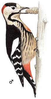 赤胸啄木鸟的图谱