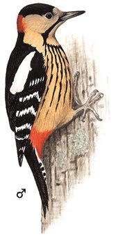 黄颈啄木鸟的图谱