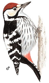白背啄木鸟的图谱