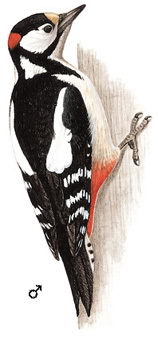 大斑啄木鸟的图谱