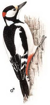 白翅啄木鸟的图谱