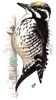三趾啄木鸟的图谱