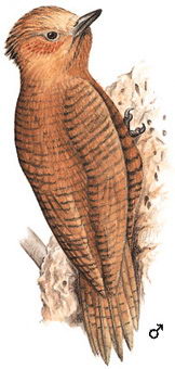 栗啄木鸟的图谱