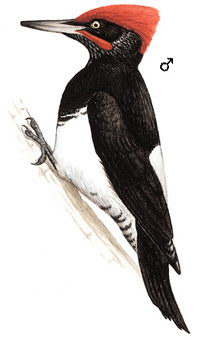 白腹黑啄木鸟的图谱