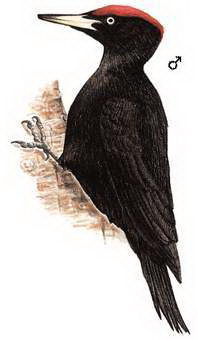 黑啄木鸟的图谱