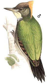 大黄冠啄木鸟的图谱