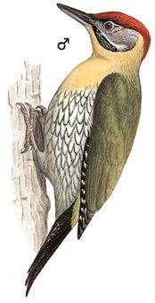 花腹绿啄木鸟的图谱