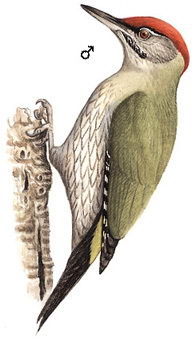 鳞喉绿啄木鸟的图谱