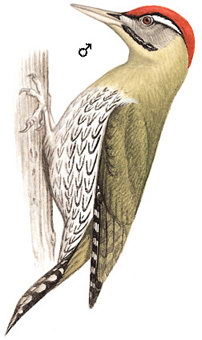 鳞腹绿啄木鸟的图谱