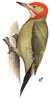 红颈绿啄木鸟的图谱