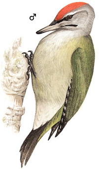 灰头绿啄木鸟的图谱