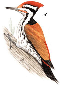 喜山金背三趾啄木鸟的图谱