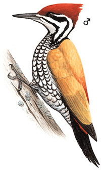 金背三趾啄木鸟的图谱