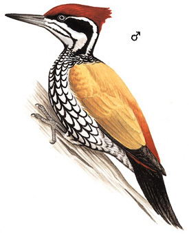 大金背啄木鸟的图谱