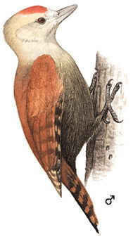 竹啄木鸟的图谱