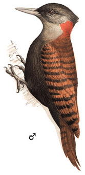 黄嘴栗啄木鸟的图谱
