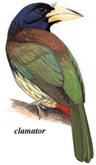 大拟啄木鸟的图谱