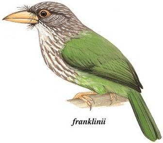 [斑头]绿拟啄木鸟的图谱