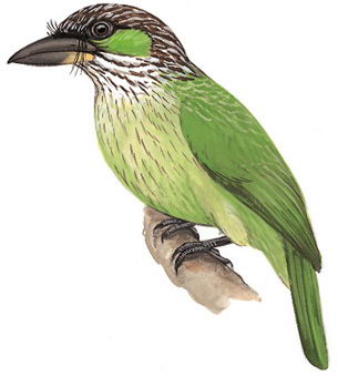 黄纹拟啄木鸟的图谱