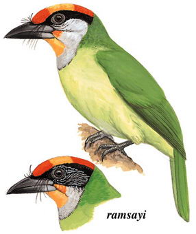 金喉拟啄木鸟的图谱