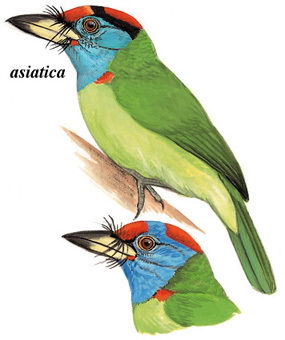 蓝喉拟啄木鸟的图谱