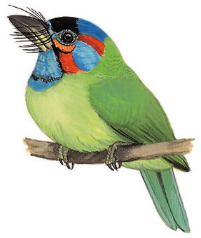 蓝耳拟啄木鸟的图谱