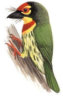 赤胸拟啄木鸟的图谱