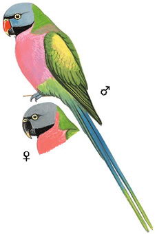 绯胸鹦鹉的图谱