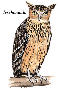 褐渔鸮的图谱