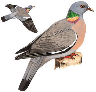 斑尾林鸽的图谱