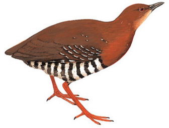 红腿斑秧鸡的图谱