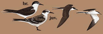 褐翅燕鸥的图谱