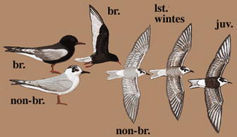白翅浮鸥的图谱