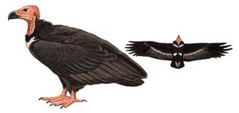黑兀鹫的图谱