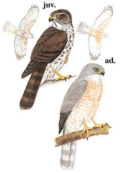 褐耳鹰的图谱