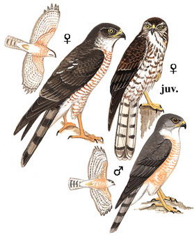 日本松雀鹰的图谱