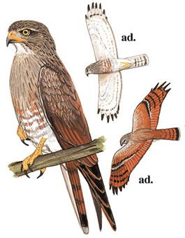 棕翅鵟鹰的图谱