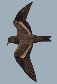 黑叉尾海燕的图谱